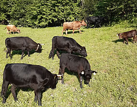 Dexter Rinder auf der Weide